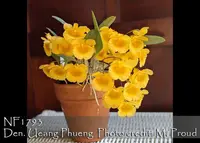 Den. Ueang Pheung 'Note: Robust , miniature plant , Mature size in 3" pot. ' (Den. jenkinsii x Den. aggregatum)