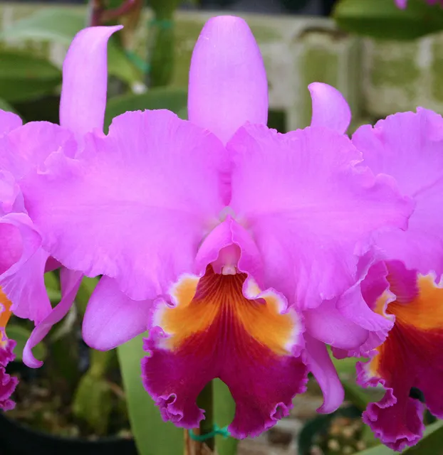 Cattleya Irene Holguin 'Brown Eyes' (Cattleya)