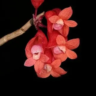 Dendrobium lawesii var bicolor x var 'Red Yellow'