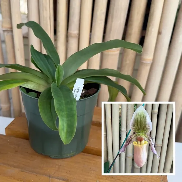 Paphiopedilum ciliolare x moquettianum