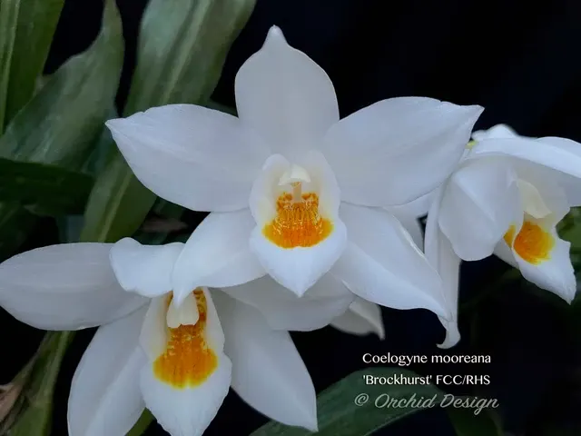 Coelogyne mooreana 'Brockhurst' (Coelogyne)