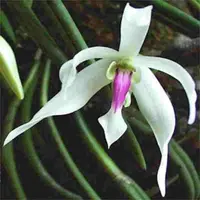 Leptotes bicolor sp. (Bushy)