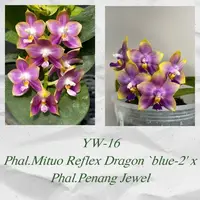Phal. Mituo Reflex Dragon 'Blue-2' x Penang Jewel