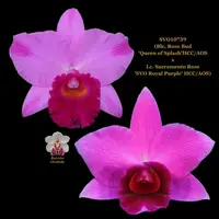 Cattleya Orchid Hybrid SVO10759 (Blc. Rose Bud 'Queen of Splash' HCC/AOS x Lc. Sacramento Rose 'SVO Royal Purple' HCC/AOS)