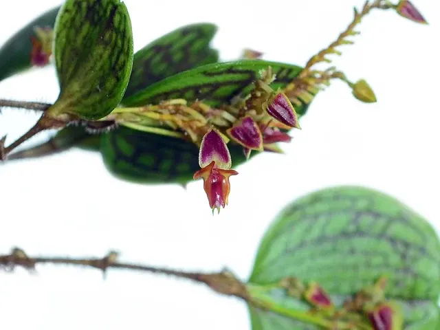 Lepanthes dictydion (Lepanthes)