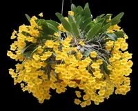 Fragrant – Dendrobium aggregatum (syn. lindleyi) (3.5” pot)