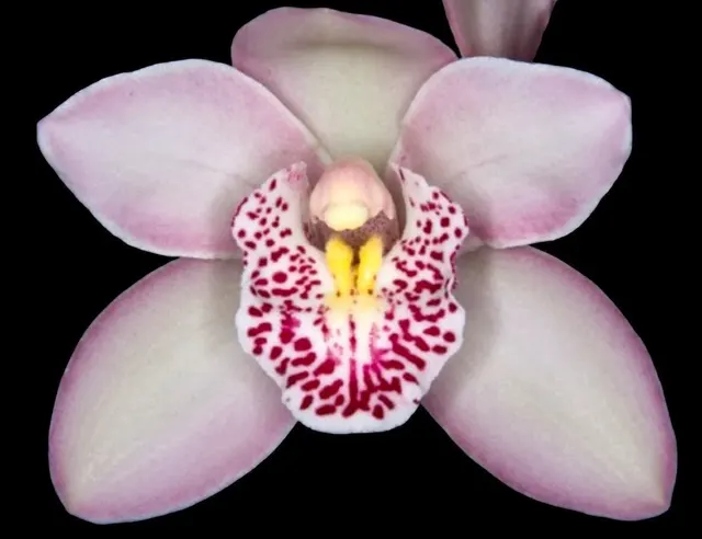 Cymbidium Rosy Cloud