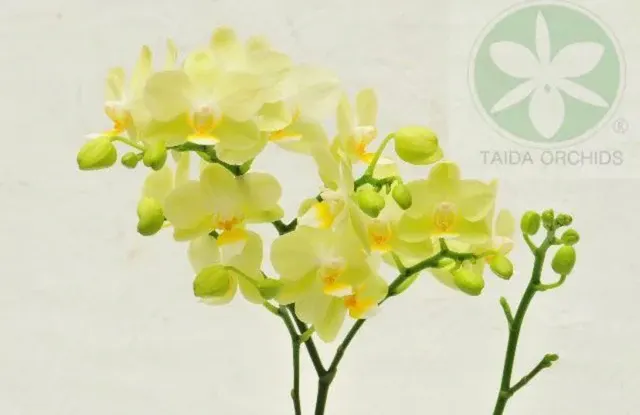 Phalaenopsis Pure Moon 'Green Pixie'