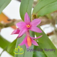Dendrobium Hibiki