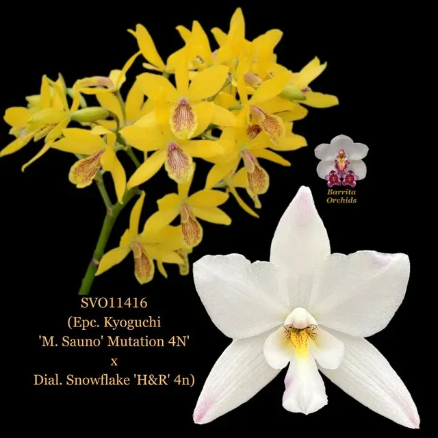 Cattleya Orchid Hybrid SVO11416 'M. Sauno'