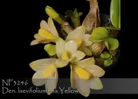 Dendrobium laevifolium fma Yellow ',note: mini and long lasting flowers '