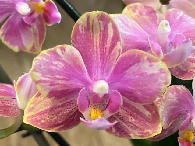 Phalaenopsis Diffusion Splash 'Rare Form'
