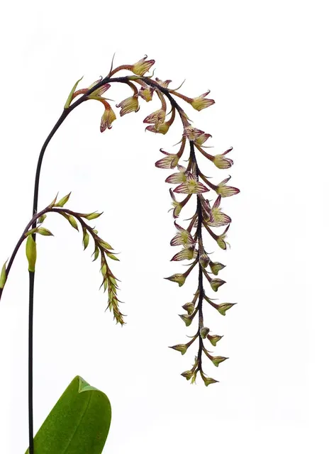 Bulbophyllum lindleyanum
