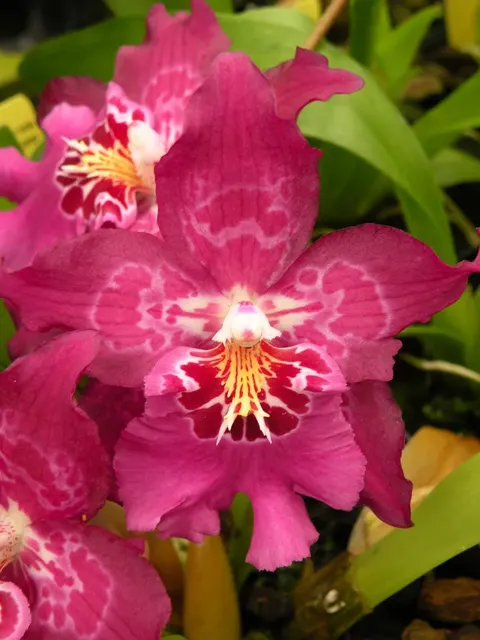 Vuylstekeara Aloha Passion 'HOF #1'