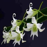 Sobennikoffia humbertiana sp.