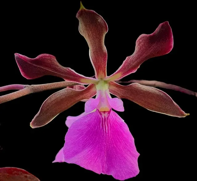Encyclia cordigera x randii