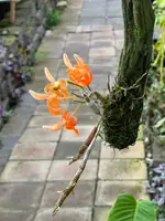 Dendrobium unicum