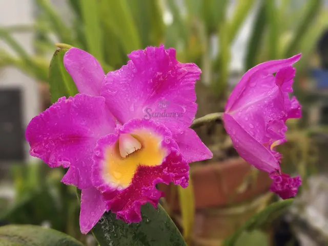 Rhyncholaelia Representative Clift Tsuji (Rhyncholaelia)