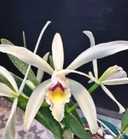 Cattleya My Special Angel