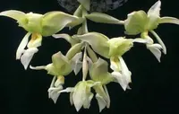 Stanhopea inodora × oculata — 100mm Pot