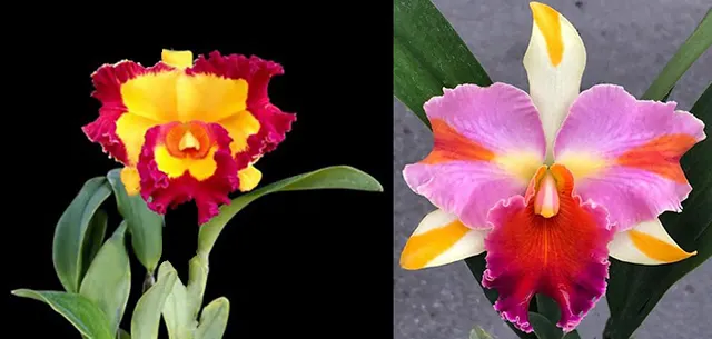 Rhyncholaeliocattleya Miss Bella Crownfox (Rhyncholaeliocattleya)