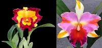 Rhyncholaeliocattleya Miss Bella Crownfox