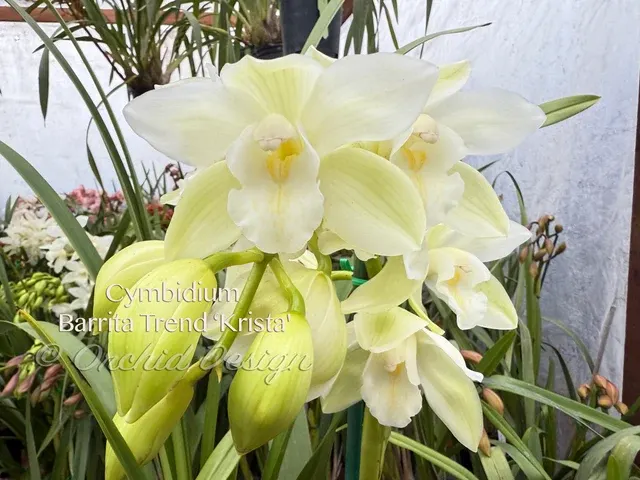 Cymbidium Barrita Trend 'Krista' (Cymbidium)