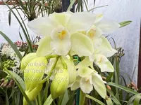 Cymbidium Barrita Trend ‘Krista' NEW White!