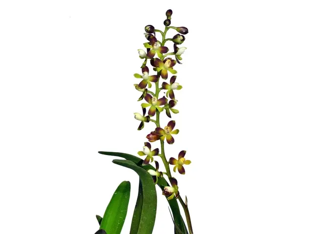 Epidendrum mancum dark (Epidendrum)