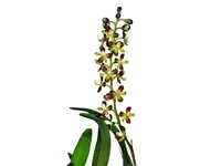Epidendrum mancum dark