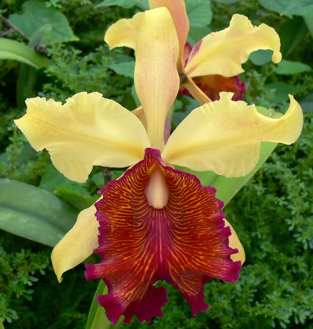 Cattleya Luminosa (Cattleya)