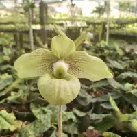 Paphiopedilum malipense (Blooming Size)