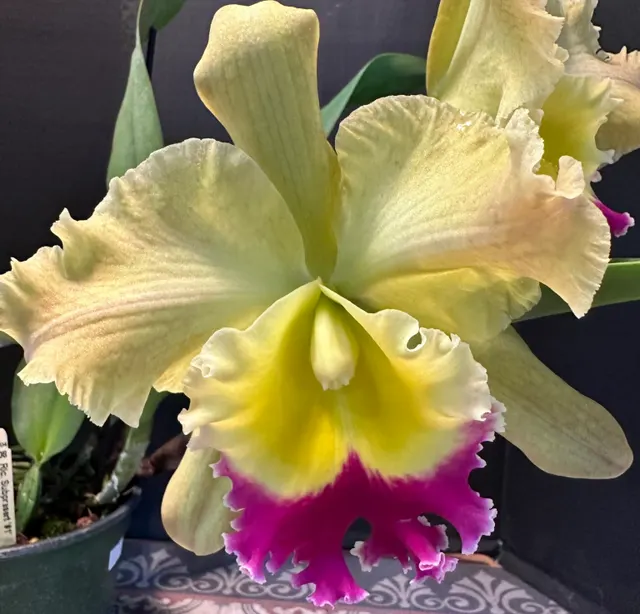 Rhyncholaeliocattleya Subprasert '#1' x Chomthong Delight (Rhyncholaeliocattleya)