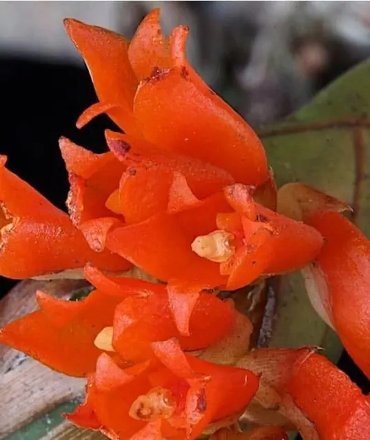 Maxillaria horichii