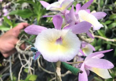 Dendrobium aphyllum (Dendrobium)