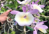 Den. aphyllum (Vietnam Type) (DAPH) ( - - aphyllum )