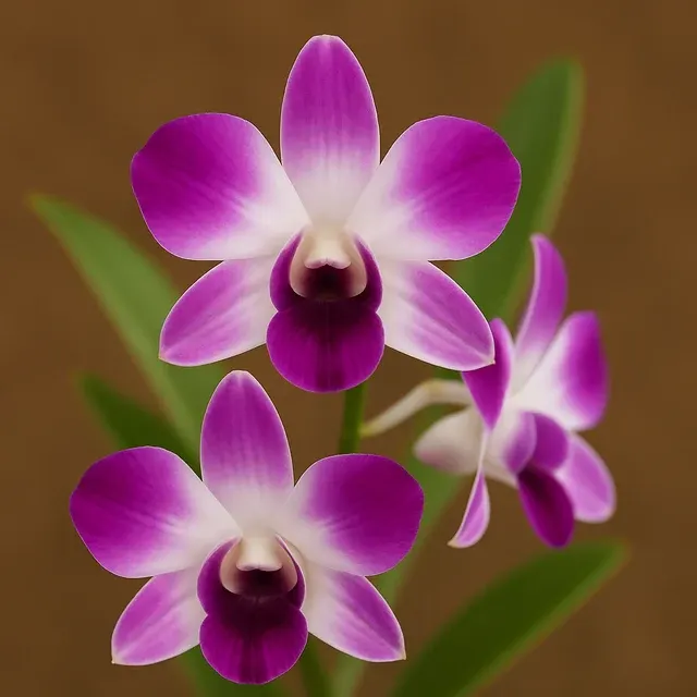 Dendrobium rosea 'Bruna King'