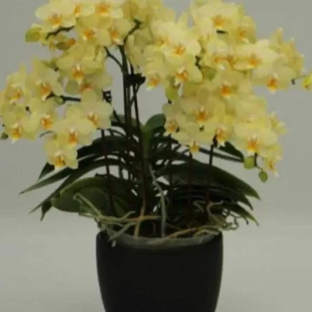 Phalaenopsis SOGO Better Butter