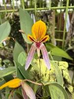 Bulbophyllums