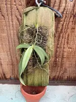 Grosourdya appendiculata