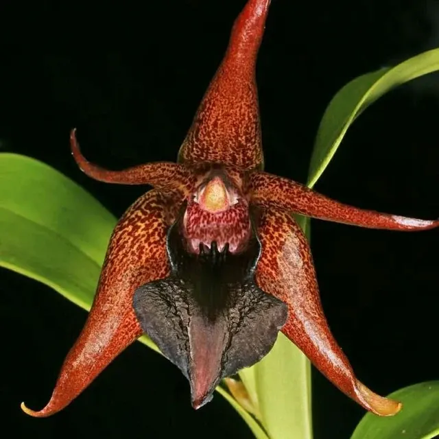 Dendrobium amplum (Dendrobium)