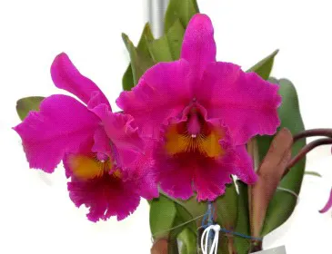 Brassolaeliocattleya King of Taiwan 'Ta-Hsin' (Brassolaeliocattleya)