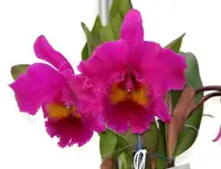 Blc. King of Taiwan 'Ta-Hsin' (Bryce Canyon x Purple Ruby) (MKOT) (Hybrid) Blc.=Brassolaeliocattleya