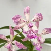 Tuckerara Orchid Hilo Adventure ‘Pinkie’ (Cattleya x Epidendrum x Caularthron)