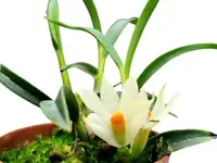 Dendrobium Judith Minet