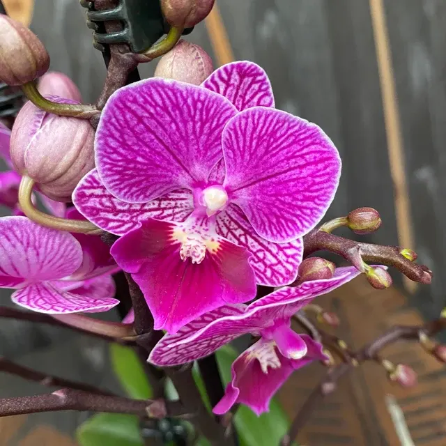 Phalaenopsis Younghome Purple Baby Big Lip '06201'