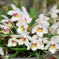 [Bare-root] Holc flavescens [2.4 BS][Jun in stock]