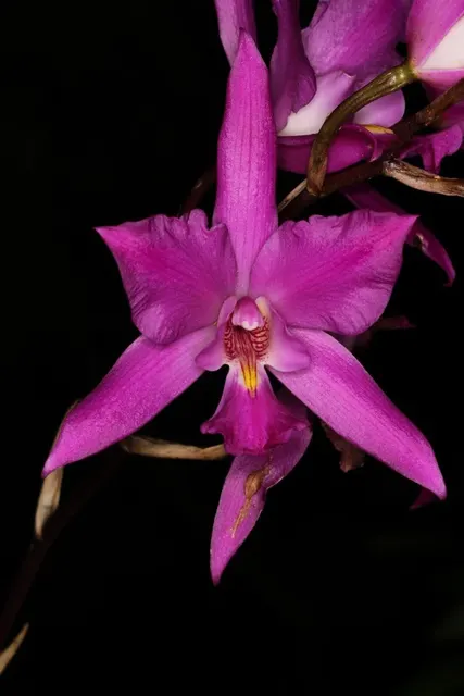 Laelia gouldiana