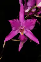 Laelia gouldiana