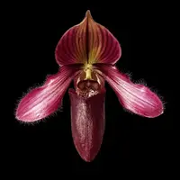 [Bare-root] #PH# Paph. Ra-ming Lanna (TC) [2.4" NBS][Oct in stock 26]